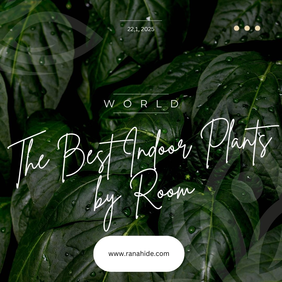 The Best Indoor Plants for Every Room and How to Care for Them